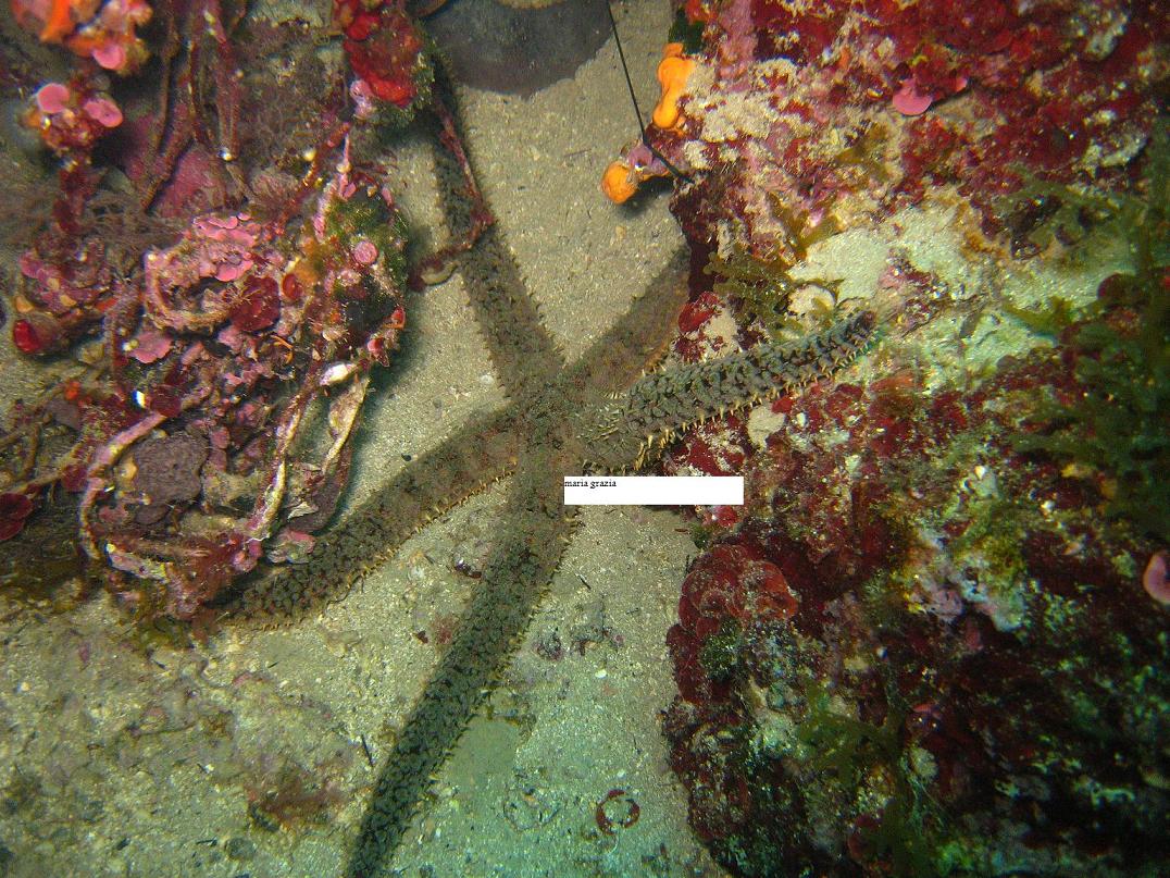 Coscinasterias tenuispina (Lamarck, 1816)